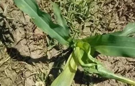 玉米心叶打卷怎么办