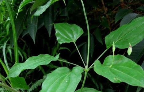 百部 种植管理 田间管理