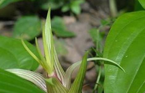 百部 种植管理 田间管理