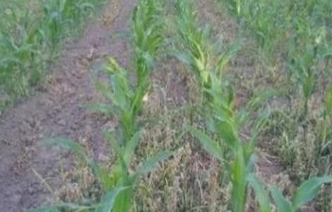 玉米苗期除草技巧