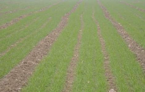 小麦叶面喷肥要点