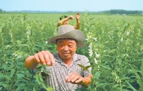 芝麻打顶时间及注意事项