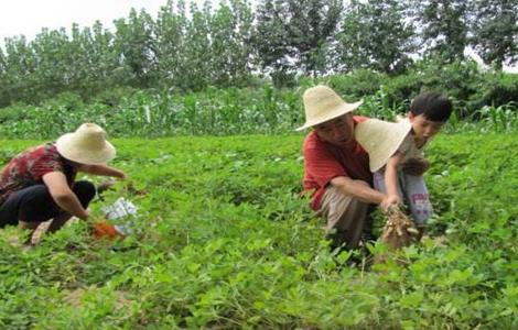 花生踩秧方法 花生如何踩秧