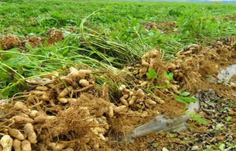 花生种植注意事项 花生种植