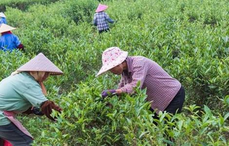 茶树采摘后怎么管理