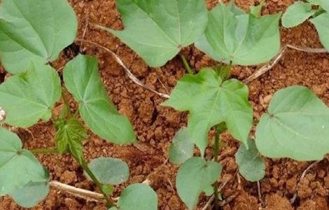 棉花大小苗 是怎么造成的