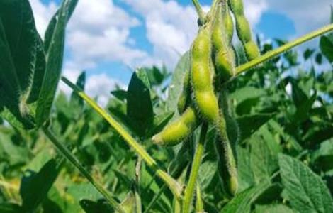 大豆 重茬减产 防治措施