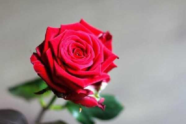 玫瑰是什么植物，玫瑰的功效与作用（玫瑰的功效与作用是什么）
