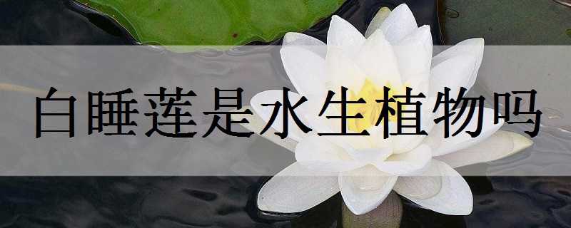 白睡莲是水生植物吗 白睡莲是水生植物吗有毒吗