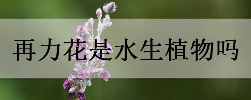 再力花是水生植物吗