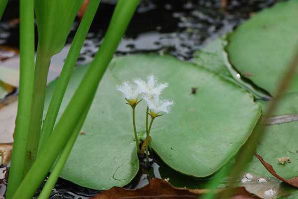 水皮莲和金银莲花的区别主要有哪些（金莲花与莲花的区别）