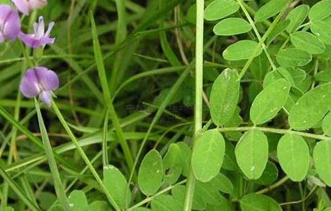 沙苑子高产栽培技术 沙苑子的种植技术