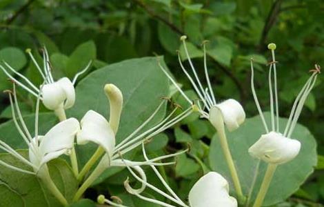 金银花种植的市场前景如何