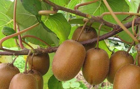 猕猴桃种植前景如何 猕猴桃种植前景如何?