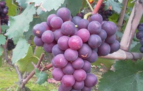 巨峰葡萄病虫害防治方法 巨峰葡萄幼果期的病害防治