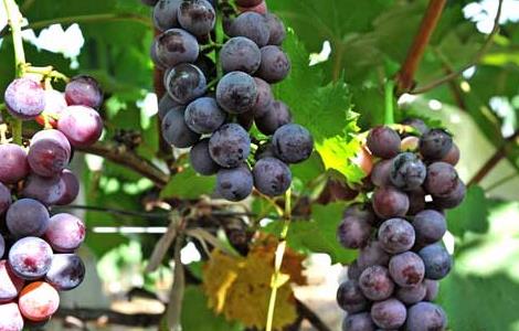 盆栽葡萄种植方法 盆栽葡萄种植方法和技术