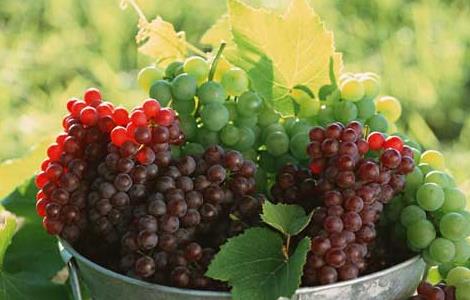 葡萄是热性还是凉性（苹果是热性还是凉性）