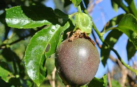 百香果的种植条件 百香果的种植条件有哪些,在河南省能不能种?