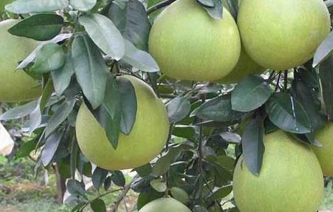 柚子种植环境和条件