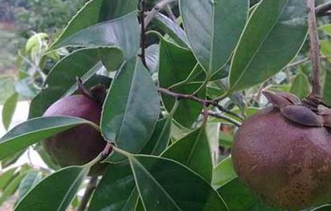 山竹树长什么样（山竹是树吗）