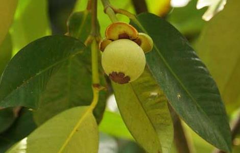 山竹树长什么样