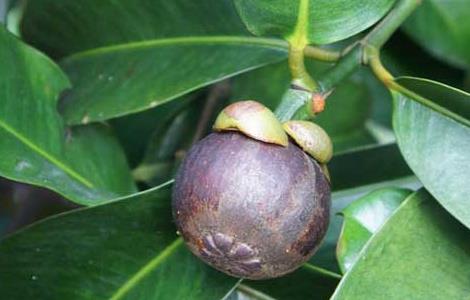 山竹什么季节成熟（山竹什么季节成熟了）