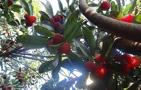 杨梅树种植几年结果? 杨梅树种植几年结果最好