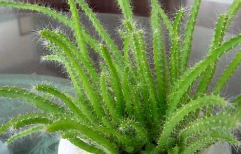 火龙果盆栽种植方法 火龙果种植 盆栽方法