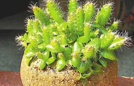 火龙果盆栽种植方法