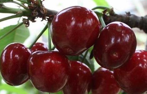 车厘子的成熟时间 车厘子的成熟时间是几月
