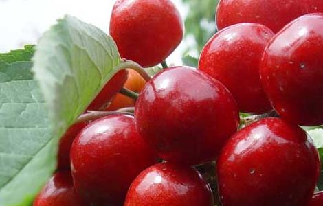 车厘子的品种有哪些（车厘子的品种有哪些图片）