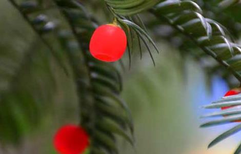 红豆杉什么时候开花结果