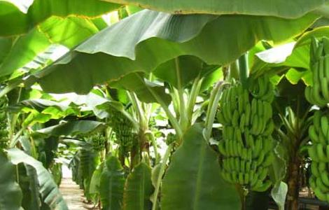 香蕉的产地分布有哪些 香蕉的主要产地
