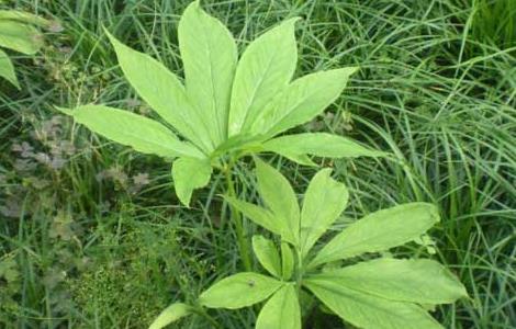 半夏的种植前景及市场现状