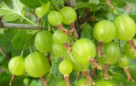 灯笼果的产地分布 灯笼果原产地