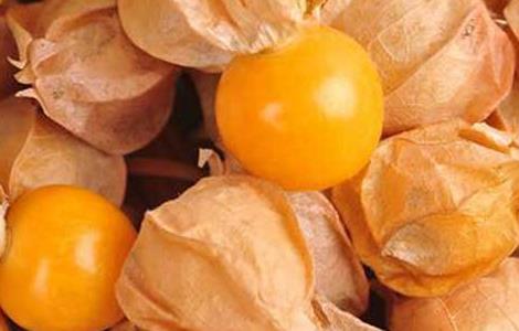 姑娘果的产地分布 花姑娘果的产地