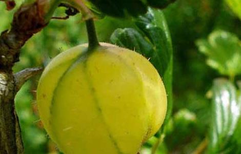 灯笼果的繁殖技术（灯笼果的繁殖技术和管理）