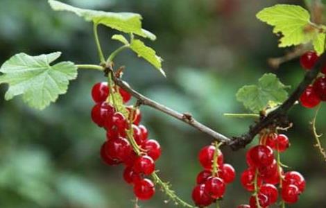 灯笼果的种植条件（灯笼果种植条件,和温度）