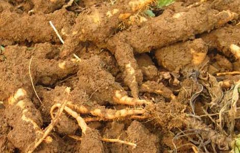 地黄的种类及鉴别方法