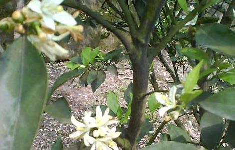 柑橘的种植条件 柑橘的种植条件是什么