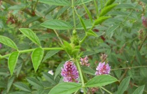 甘草的繁殖方法