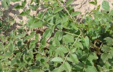 甘草的繁殖方法