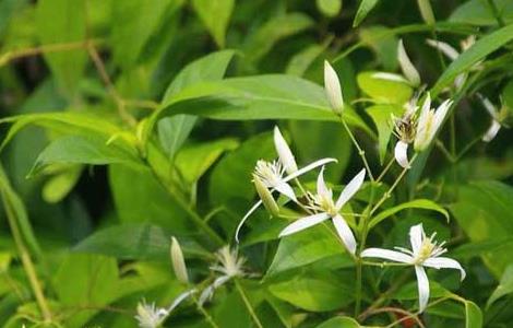 甘草的繁殖方法