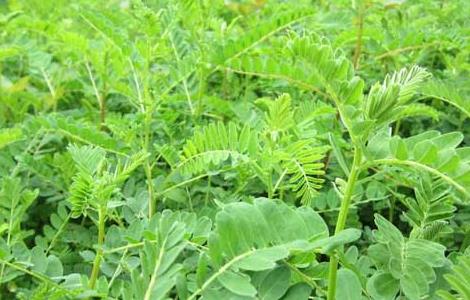 黄芪的产地分布