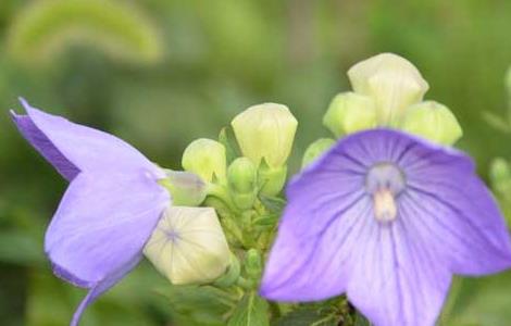 桔梗病虫害防治技术