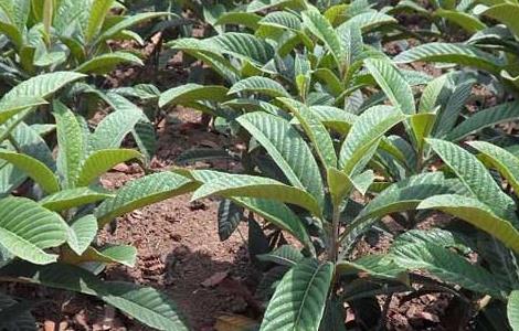 枇杷苗种植技术（枇杷苗栽培技术）