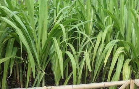 甘蔗的种植时间 甘蔗的种植时间与方法