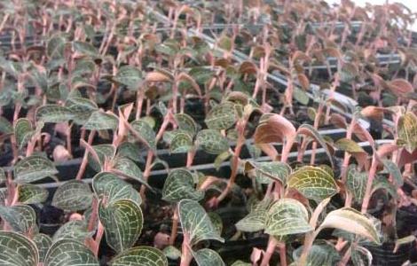 金线莲的种植成本和利润