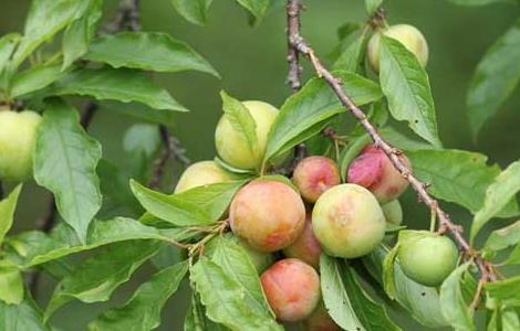 李子的产地分布(李子的原产地)