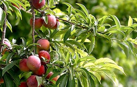 李子树苗培育技术 李子树苗培育技术要点